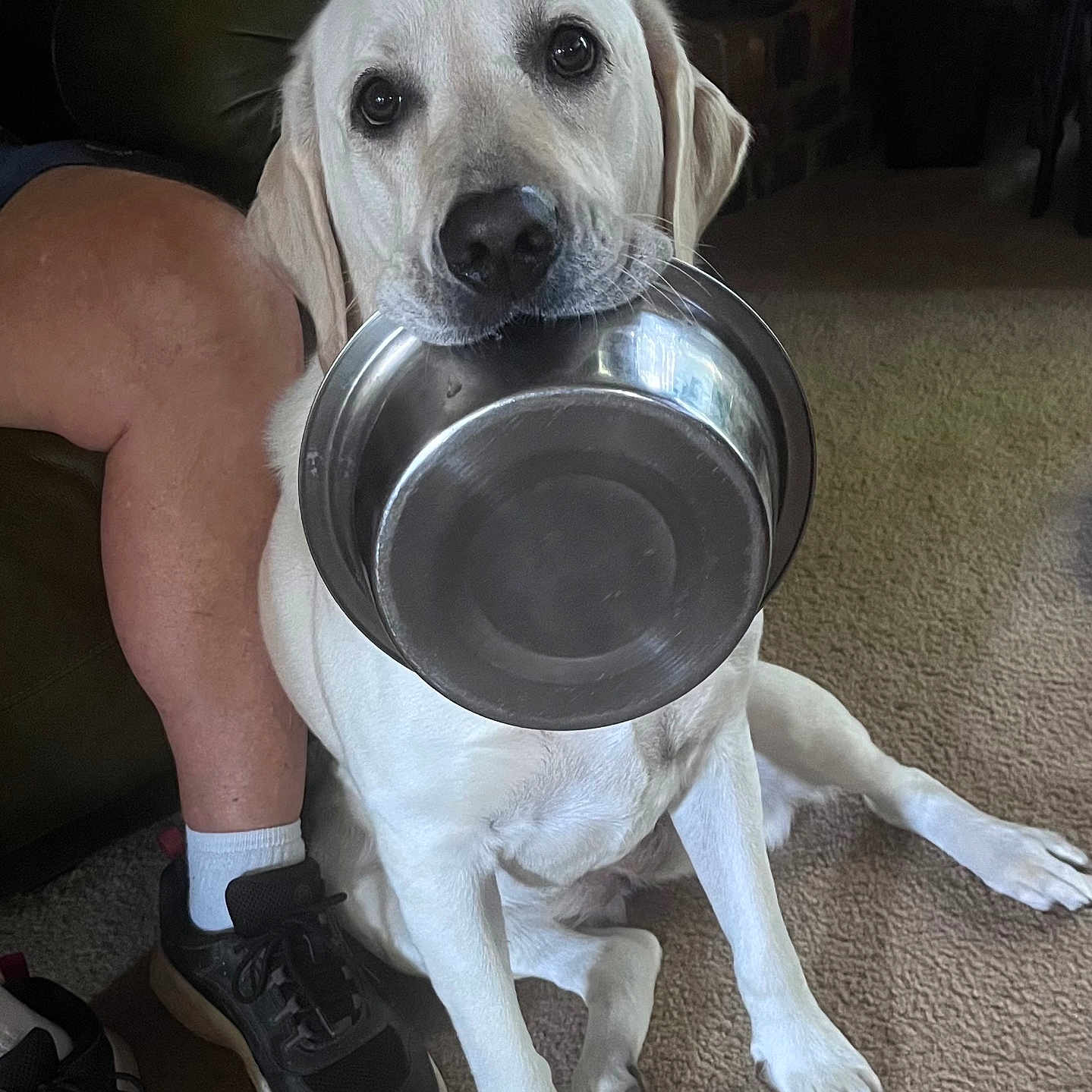 Teal joined the competition — help win amazing prizes! animal, canine, carpet, companion, cute, dog, domestic, expression, floor, food_bowl, home, indoor, labrador_retriever, looking_up, mammal, person_leg, pet, resting, shoe, waiting