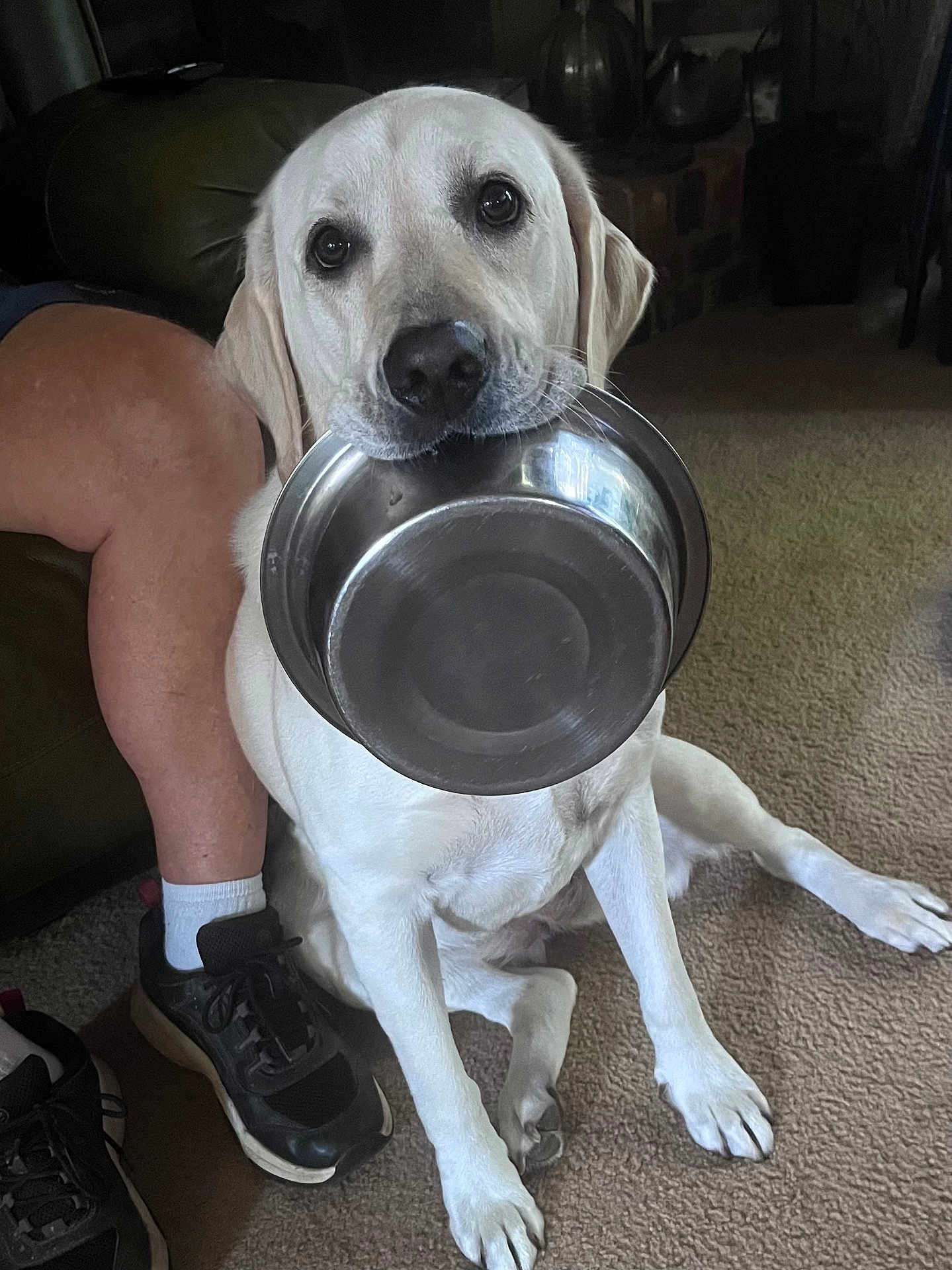 Teal joined the competition — help win amazing prizes! dog, labrador_retriever, pet, food_bowl, carpet, indoor, person_leg, shoe, waiting, animal, mammal, canine, cute, expression, looking_up, home, domestic, companion, floor, resting