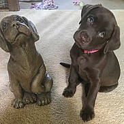 Darby joined the competition — help win amazing prizes! puppy, dog, statue, brown, chocolate_lab, pet, collar, carpet, indoor, cute, animal, sitting, head_tilt, curious, young, furry, domestic, companion, playful, portrait