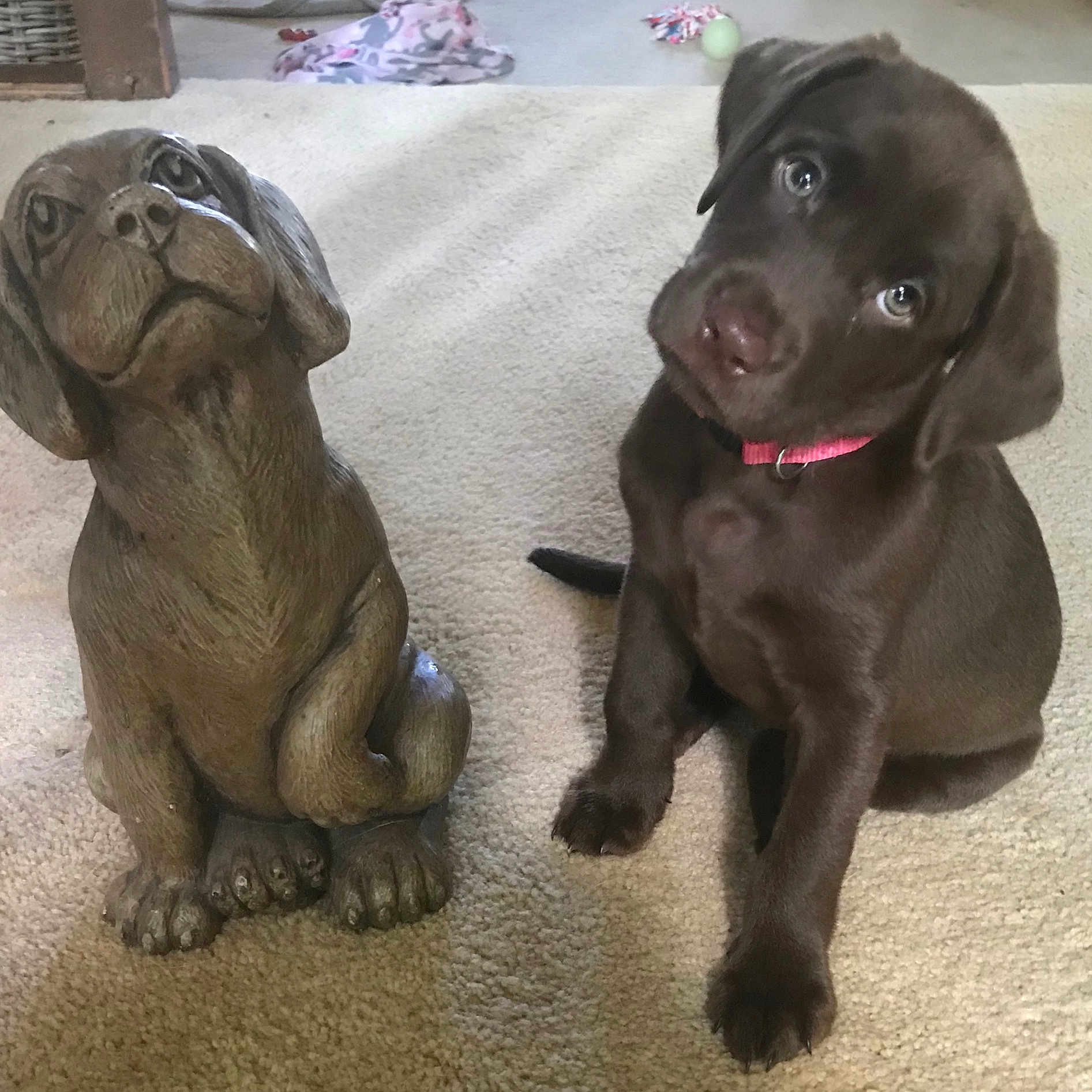 Darby joined the competition — help win amazing prizes! animal, brown, carpet, chocolate_lab, collar, companion, curious, cute, dog, domestic, furry, head_tilt, indoor, pet, playful, portrait, puppy, sitting, statue, young