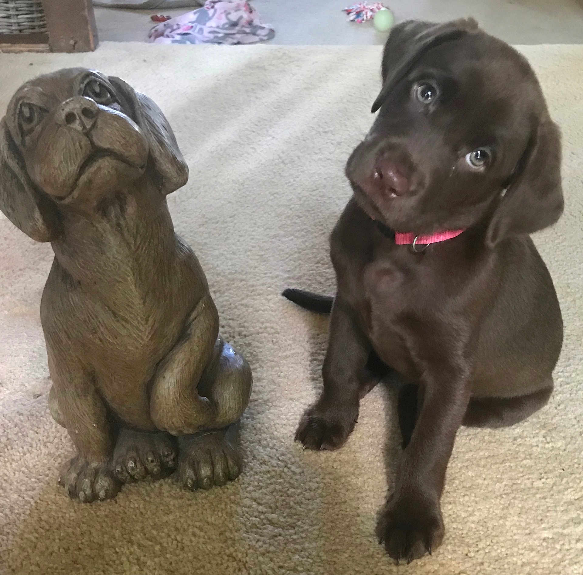 Darby joined the competition — help win amazing prizes! puppy, dog, statue, brown, chocolate_lab, pet, collar, carpet, indoor, cute, animal, sitting, head_tilt, curious, young, furry, domestic, companion, playful, portrait
