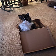 Callie joined the competition — help win amazing prizes! cat, calico_cat, cardboard_box, carpet, indoor, pet, furniture, rocking_chair, basket, cozy, household, animal, fur, whiskers, sitting, looking, domestic, cute, floor, relaxed