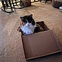 cat, calico_cat, cardboard_box, carpet, indoor, pet, furniture, rocking_chair, basket, cozy, household, animal, fur, whiskers, sitting, looking, domestic, cute, floor, relaxed