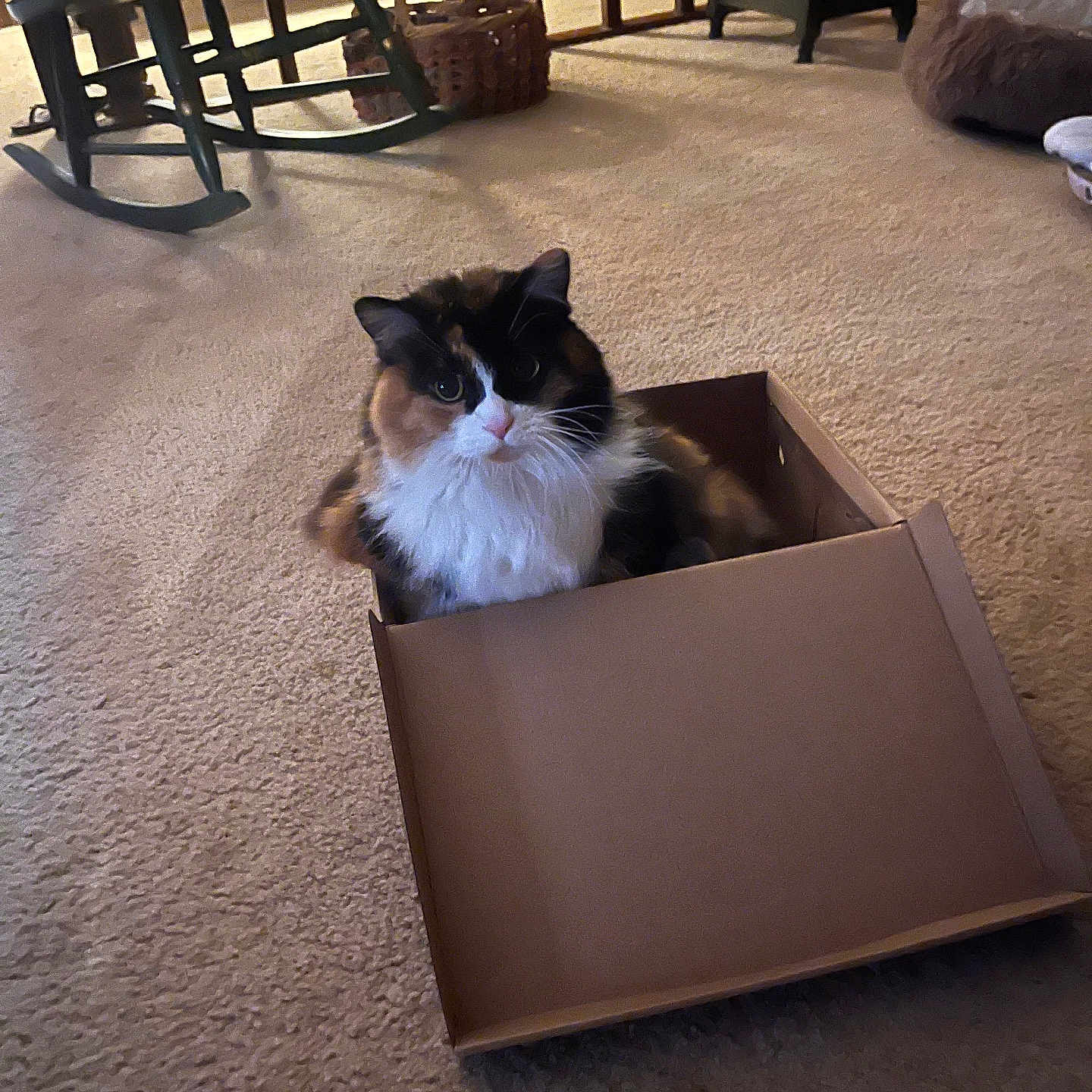 Callie joined the competition — help win amazing prizes! animal, basket, calico_cat, cardboard_box, carpet, cat, cozy, cute, domestic, floor, fur, furniture, household, indoor, looking, pet, relaxed, rocking_chair, sitting, whiskers