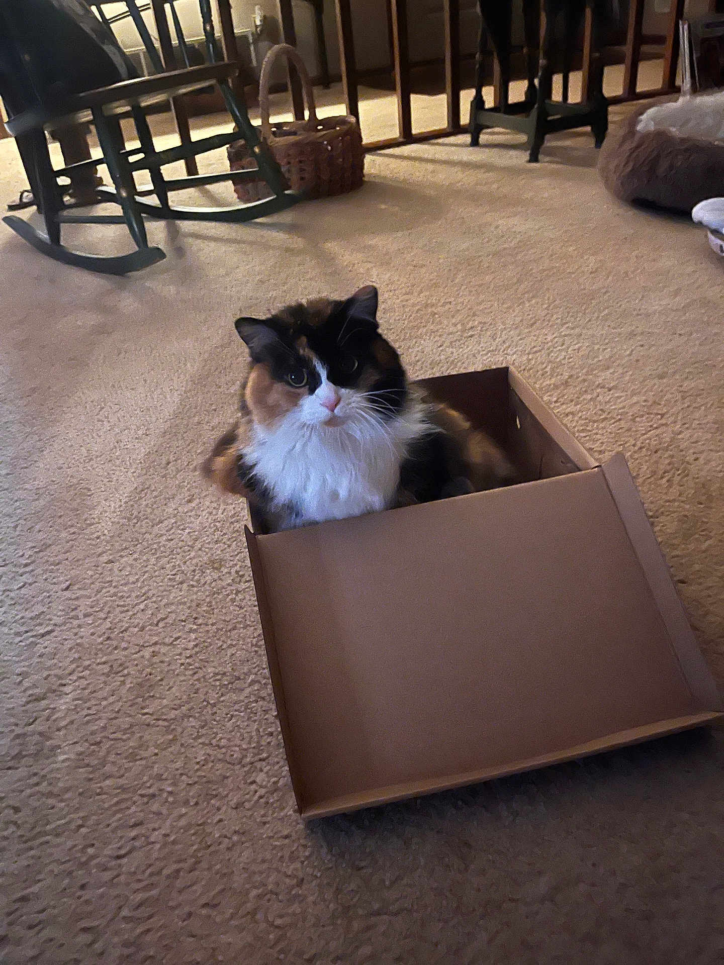 Callie joined the competition — help win amazing prizes! cat, calico_cat, cardboard_box, carpet, indoor, pet, furniture, rocking_chair, basket, cozy, household, animal, fur, whiskers, sitting, looking, domestic, cute, floor, relaxed