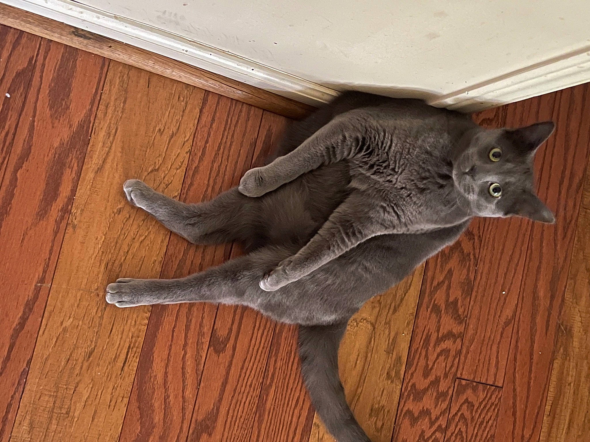 Gray is registered to the contest to win money with this photo: art, carnivore, cat, cat_toy, creative_arts, felidae, flooring, grey, hardwood, plank, russian_blue, sculpture, small_to_medium_sized_cats, tail, terrestrial_animal, varnish, whiskers, wood, wood_stain, working_animal