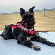 Toby Archer-Howard is registered to the contest to win money with this photo: accessories, animal, beach, canine, clothing, coast, dog, lifejacket, nature, outdoors, pet, poodle, puppy, sea, shoreline, soil, strap, terrier, vest, water