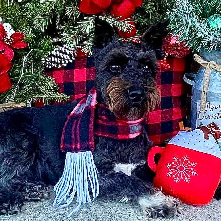 Toby Archer-Howard is registered to the contest to win money with this photo: accessories, animal, bird, canine, chicken, christmas, christmasdecorations, dog, festival, flower, fowl, pet, plant, pottedplant, poultry, puppy, rose, terrier, tree, wallet