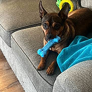 Koko is registered to the contest to win money with this photo: dog, toy, blue_bone, couch, gray_couch, blanket, turquoise_blanket, wooden_floor, pet, indoor, small_dog, brown_dog, ears, playing, relaxed, comfort, home, furniture, paw, leisure