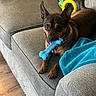 dog, toy, blue_bone, couch, gray_couch, blanket, turquoise_blanket, wooden_floor, pet, indoor, small_dog, brown_dog, ears, playing, relaxed, comfort, home, furniture, paw, leisure