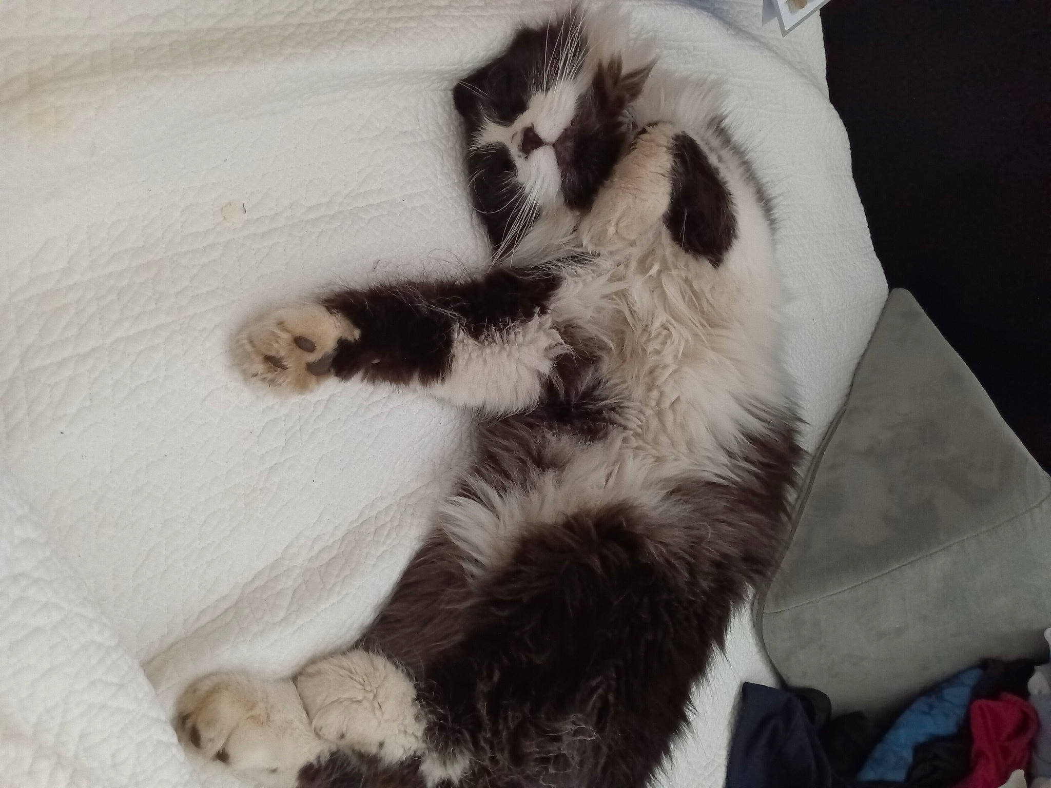 Marley joined the competition — help win amazing prizes! canidae, carnivore, cat, claw, comfort, dog_breed, domestic_short_haired_cat, felidae, foot, fur, linens, nap, paw, plastic_bag, small_to_medium_sized_cats, tail, terrestrial_animal, whiskers