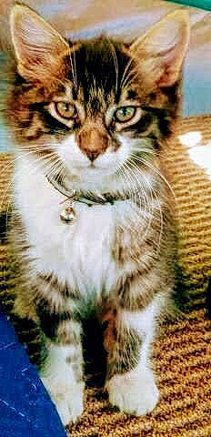 Salem joined the competition — help win amazing prizes! carnivore, cat, claw, domestic_short_haired_cat, fawn, felidae, fur, grass, paw, photography, small_to_medium_sized_cats, snout, tail, terrestrial_animal, whiskers, wildlife