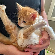 Aiko a rejoint le concours — aidez-le/la à gagner de superbes lots ! kitten, cat, orange_and_white, fur, whiskers, ears, tail, paws, animal, pet, being_held, cuddling, cute, indoor, portrait, close_up, human_hands, black_shirt, window, green_toy