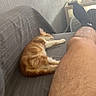 Aiko a rejoint le concours — aidez-le/la à gagner de superbes lots ! cat, orange_cat, sleeping, resting, couch, sofa, indoors, home, human_leg, pet, furry, whiskers, tail, relaxed, cozy, sunlight, casual_photo, animal, lounge, nap