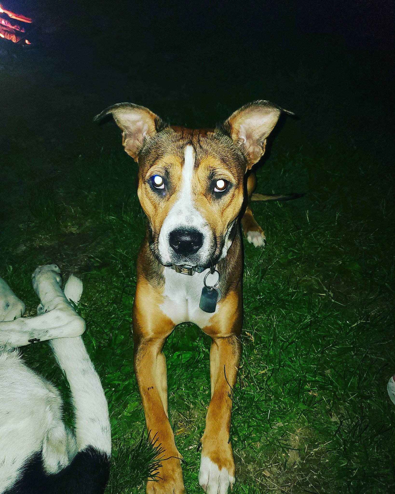 Athena is registered to the contest to win money with this photo: ancient_dog_breeds, canidae, carnivore, companion_dog, dog, dog_breed, fawn, fur, grass, hunting_dog, sporting_group, tail, terrestrial_animal, working_animal, working_dog