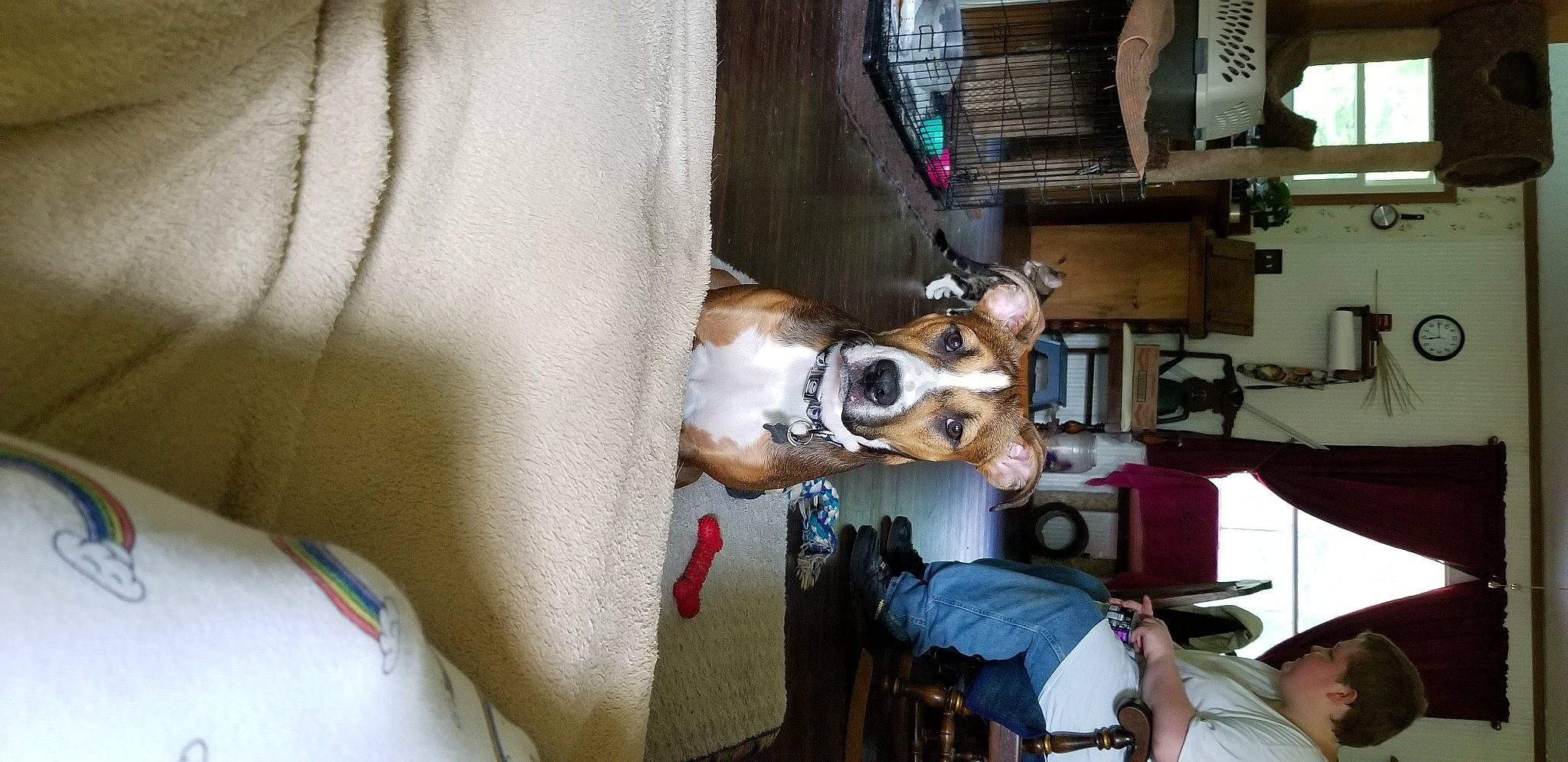 Athena is registered to the contest to win money with this photo: carnivore, collar, comfort, companion_dog, curtain, dog, dog_breed, fawn, linens, room, service, working_animal