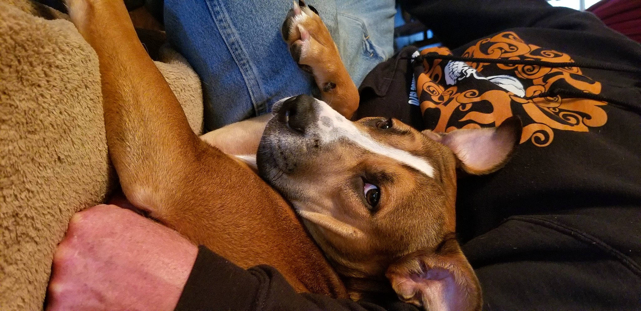 Athena joined the competition — help win amazing prizes! canidae, carnivore, comfort, companion_dog, dog, dog_breed, ear, elbow, fawn, fur, human_leg, jaw, nail, nap, service, snout, sporting_group, tattoo_artist, whiskers, wrist