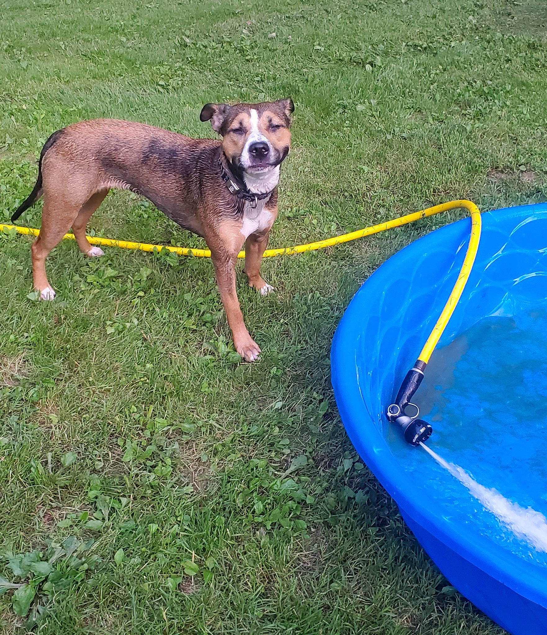 Athena joined the competition — help win amazing prizes! art, blue, carnivore, collar, companion_dog, dog, dog_breed, dog_collar, dog_sports, dog_supply, electric_blue, fun, grass, hose, pet_supply, recreation, sporting_group, tail, toy, working_animal