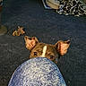 animal, blue_fabric, brown, carpet, closeup, curious, dog, dog_bed, ears, eyes, floor, home, indoor, knees, looking_up, peeking, pet, playful, toy, white_markings