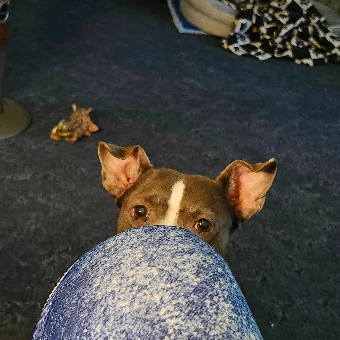 Bluebelle
