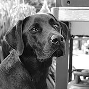 Balto a rejoint le concours — aidez-le/la à gagner de superbes lots ! dog, labrador, chocolate_lab, pet, animal, portrait, black_and_white, close_up, sitting, indoors, home, furniture, chair, window, bokeh, short_hair, floppy_ears, brown_fur, looking_at_camera, canine