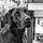 Balto