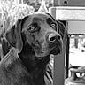 dog, labrador, chocolate_lab, pet, animal, portrait, black_and_white, close_up, sitting, indoors, home, furniture, chair, window, bokeh, short_hair, floppy_ears, brown_fur, looking_at_camera, canine