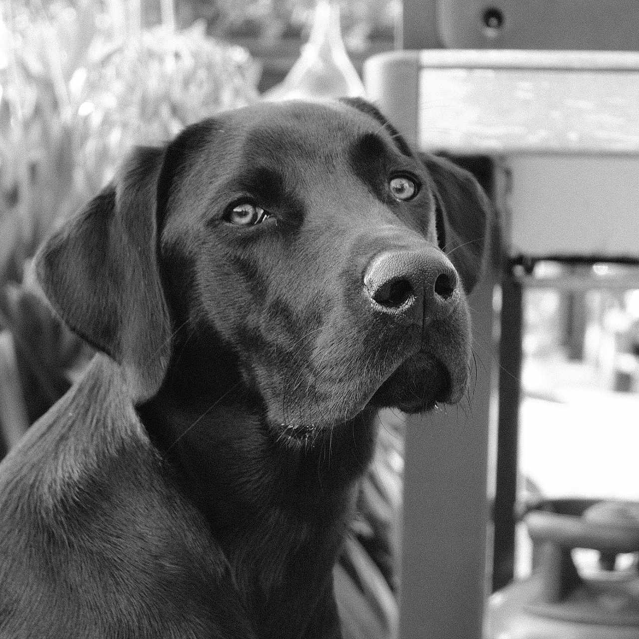 Balto a rejoint le concours — aidez-le/la à gagner de superbes lots ! dog, labrador, chocolate_lab, pet, animal, portrait, black_and_white, close_up, sitting, indoors, home, furniture, chair, window, bokeh, short_hair, floppy_ears, brown_fur, looking_at_camera, canine