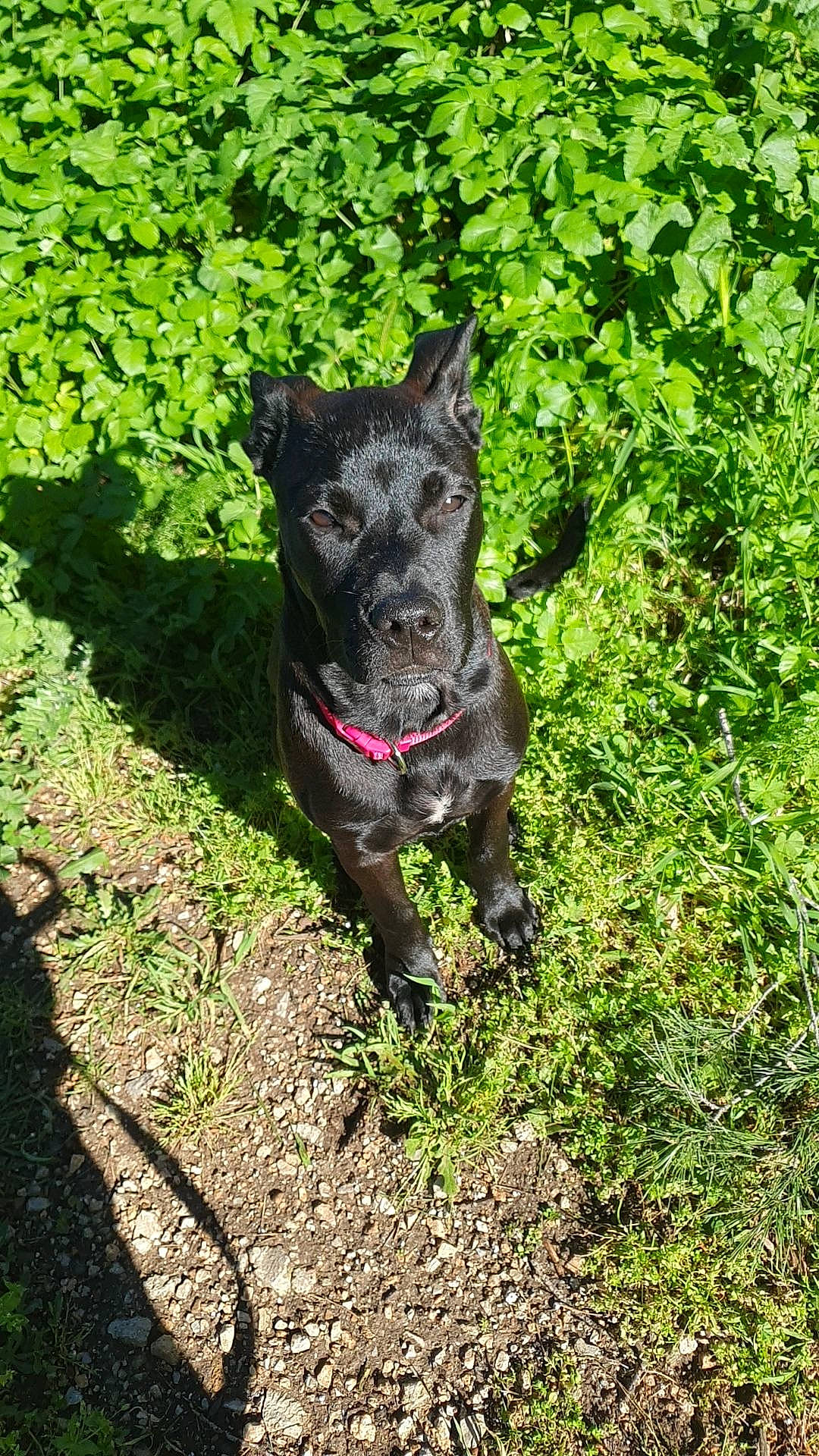 Nalla a rejoint le concours — aidez-le/la à gagner de superbes lots ! canidae, carnivore, companion_dog, dog, dog_breed, grass, groundcover, guard_dog, herding_dog, hunting_dog, non_sporting_group, plant, snout, sporting_group, tail, terrestrial_animal, tree, walking, working_animal, working_dog