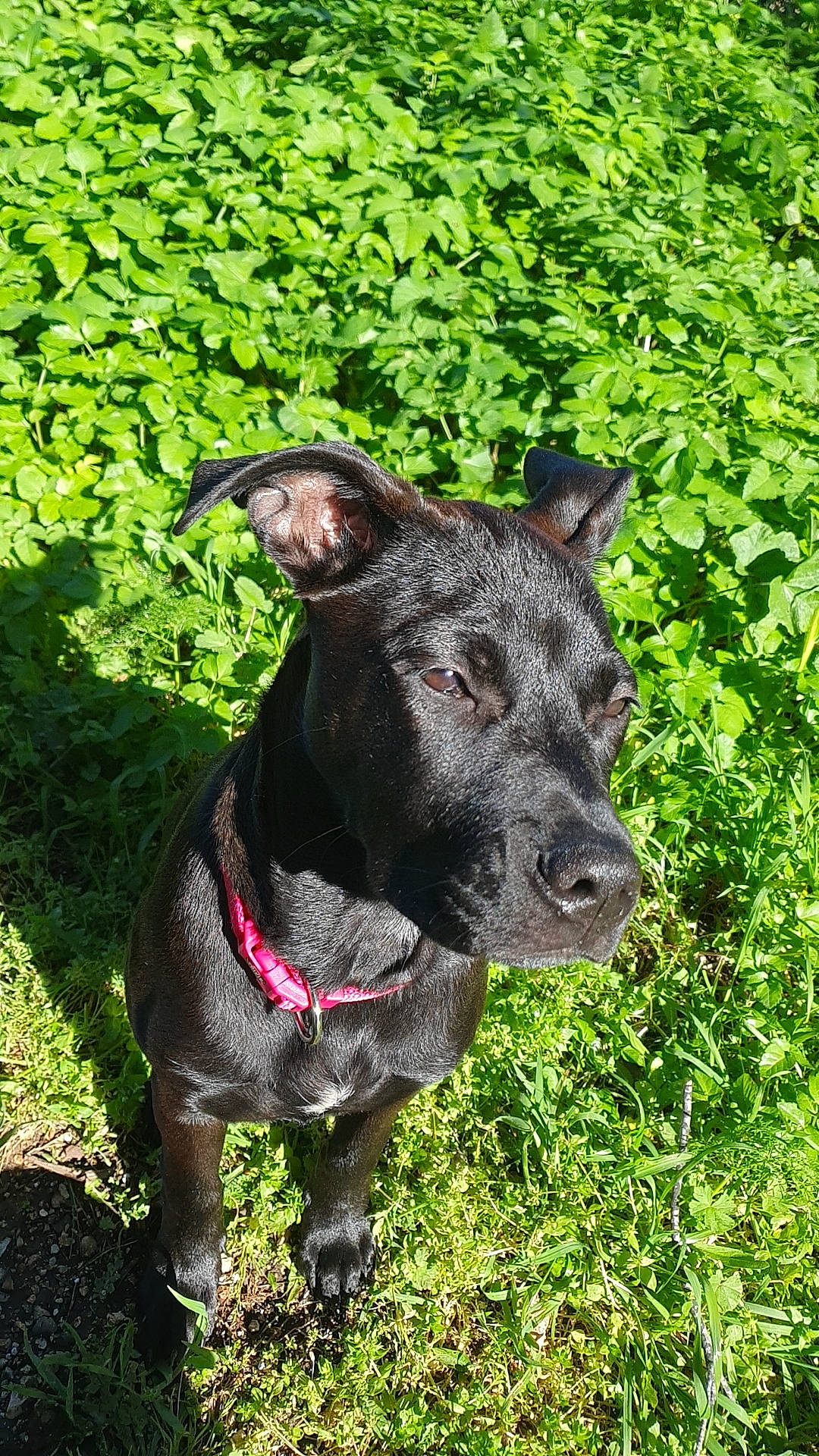 Nalla participe au concours pour gagner de l'argent avec cette photo : carnivore, collar, companion_dog, dog, dog_breed, dog_collar, fashion_accessory, fawn, grass, groundcover, liver, pet_supply, plant, snout, sporting_group, tail, terrestrial_animal, terrestrial_plant, whiskers, working_animal