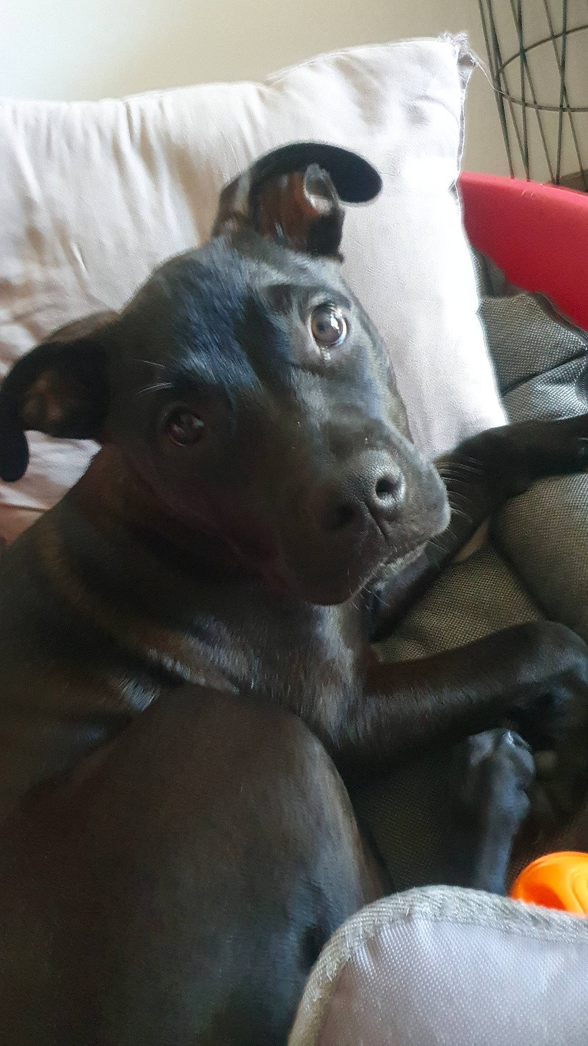 Nalla participe au concours pour gagner de l'argent avec cette photo : borador, canidae, carnivore, companion_dog, dog, dog_breed, fawn, fur, grey, non_sporting_group, snout, sporting_group, terrestrial_animal, whiskers, working_animal