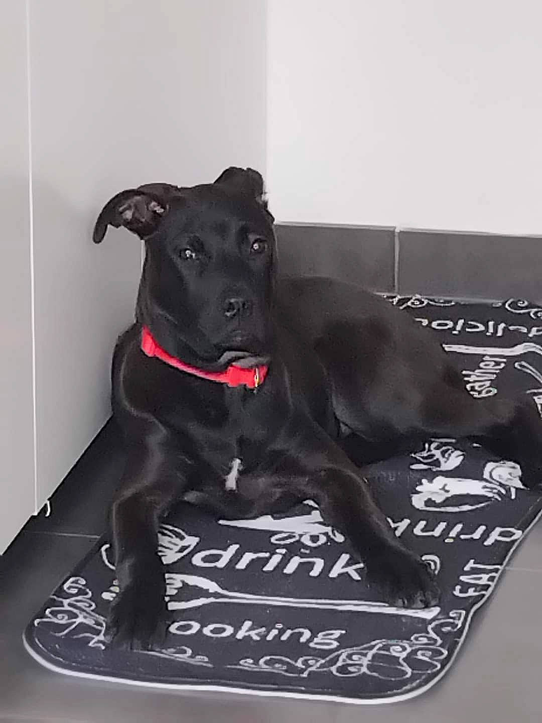 Nalla a rejoint le concours — aidez-le/la à gagner de superbes lots ! borador, canidae, carnivore, collar, companion_dog, dog, dog_breed, dog_collar, dog_supply, font, fur, guard_dog, non_sporting_group, pet_supply, rectangle, snout, sporting_group, tail, whiskers, working_animal