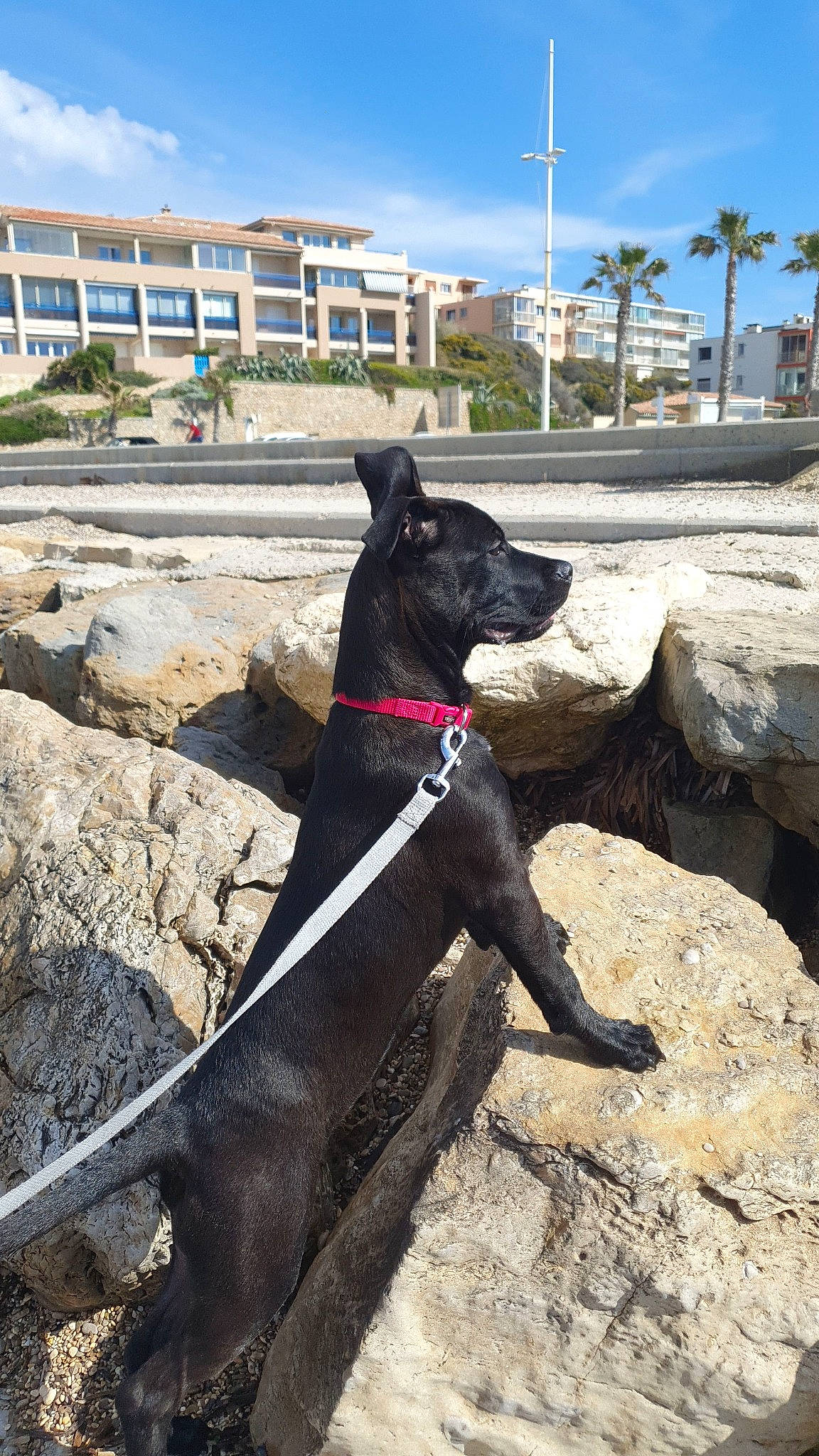 Nalla a rejoint le concours — aidez-le/la à gagner de superbes lots ! adventure, building, canidae, carnivore, cloud, collar, dog, dog_breed, dog_collar, fashion_accessory, fawn, leash, pet_supply, sky, snout, sporting_group, tail, tree, window, working_animal