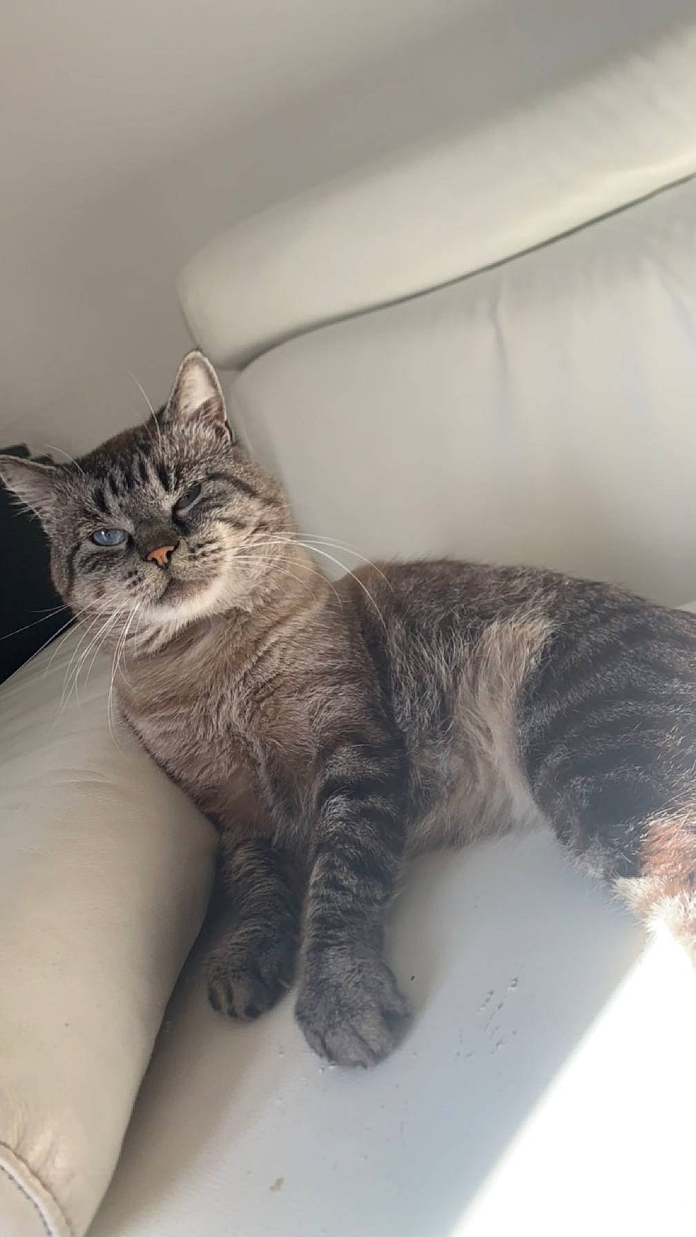 Bella participe au concours pour gagner de l'argent avec cette photo : bed, carnivore, cat, claw, comfort, couch, domestic_short_haired_cat, felidae, fur, grey, human_leg, nap, paw, room, sitting, small_to_medium_sized_cats, snout, tail, whiskers, wood