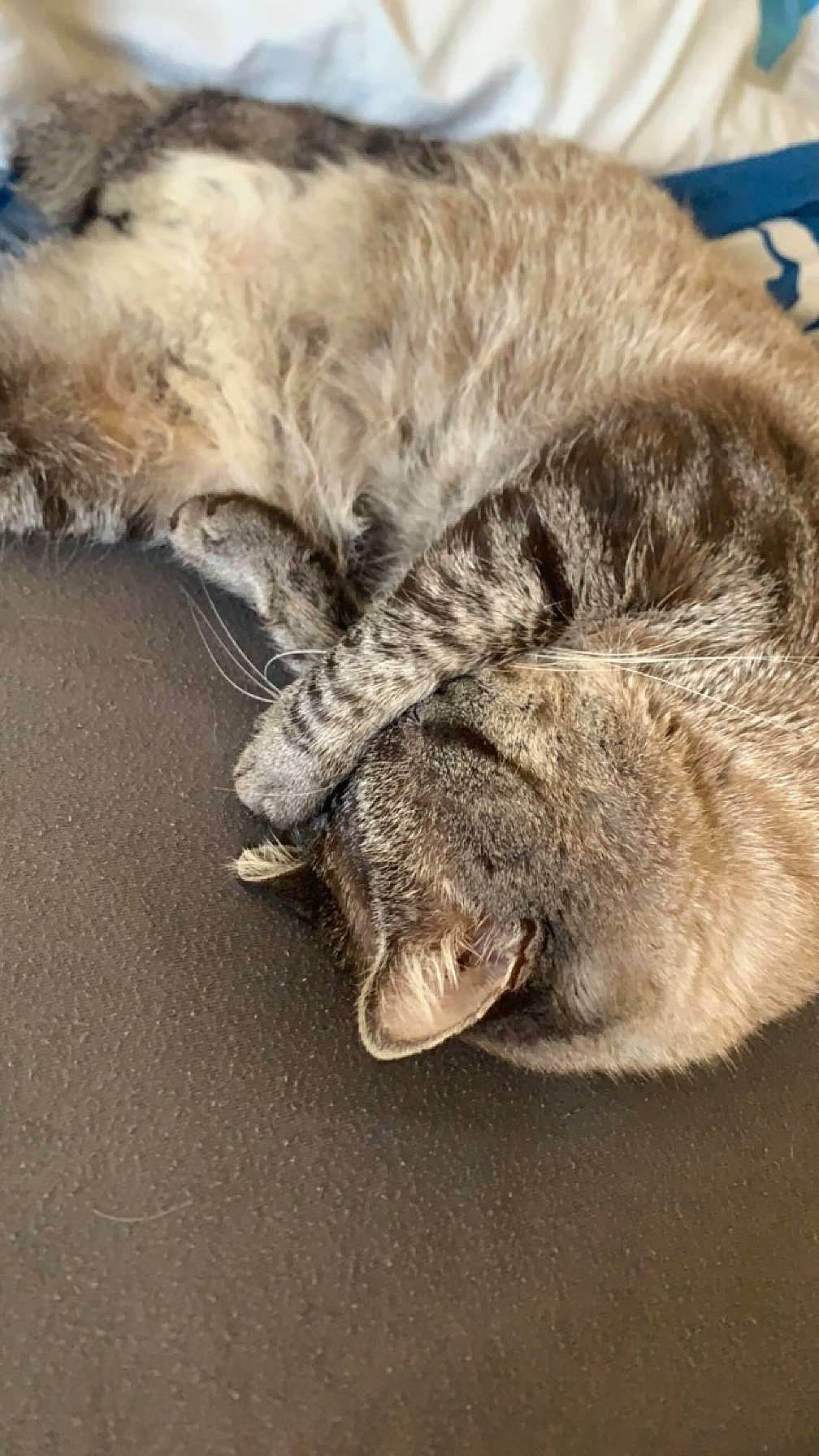 Bella a rejoint le concours — aidez-le/la à gagner de superbes lots ! canidae, carnivore, cat, claw, comfort, dog_breed, domestic_short_haired_cat, fawn, felidae, foot, fur, leg, paw, small_to_medium_sized_cats, snout, sporting_group, tail, terrestrial_animal, whiskers, wildlife