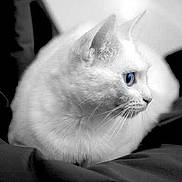 Yuki participe au concours pour gagner de l'argent avec cette photo :