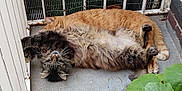 Noah a rejoint le concours — aidez-le/la à gagner de superbes lots ! cat, cats, tabby_cat, orange_cat, longhair_cat, pet, balcony, railing, potted_plant, plant, concrete_floor, brick_wall, metal_grill, fur, whiskers, sleeping, cuddling, tail, relaxed, outdoor