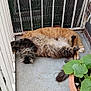 cat, cats, tabby_cat, orange_cat, longhair_cat, pet, balcony, railing, potted_plant, plant, concrete_floor, brick_wall, metal_grill, fur, whiskers, sleeping, cuddling, tail, relaxed, outdoor