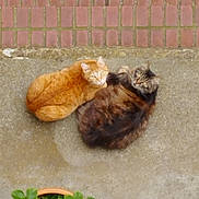 Noah a rejoint le concours — aidez-le/la à gagner de superbes lots ! cat, cats, two_cats, orange_cat, tabby_cat, longhaired_cat, feline, outdoor, pavement, bricks, concrete, pet, fur, curled_up, looking_up, eyes, pair, companionship, cozy, top_view