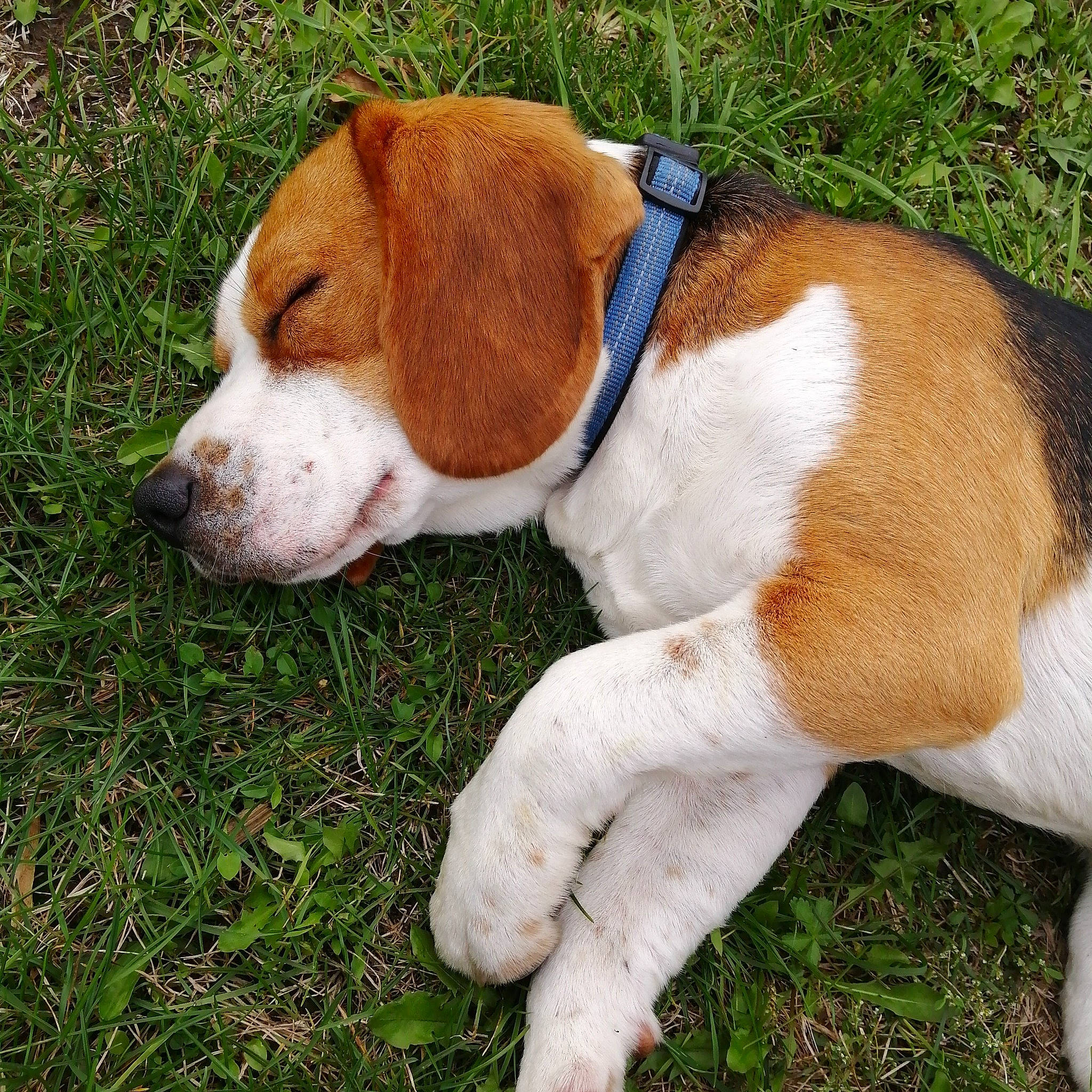 Kygo a rejoint le concours — aidez-le/la à gagner de superbes lots ! beagle_harrier, canidae, carnivore, collar, companion_dog, dog, dog_breed, dog_collar, dog_supply, fawn, grass, hound, hunting_dog, liver, plant, snout, sporting_group, tail, terrestrial_animal, working_animal