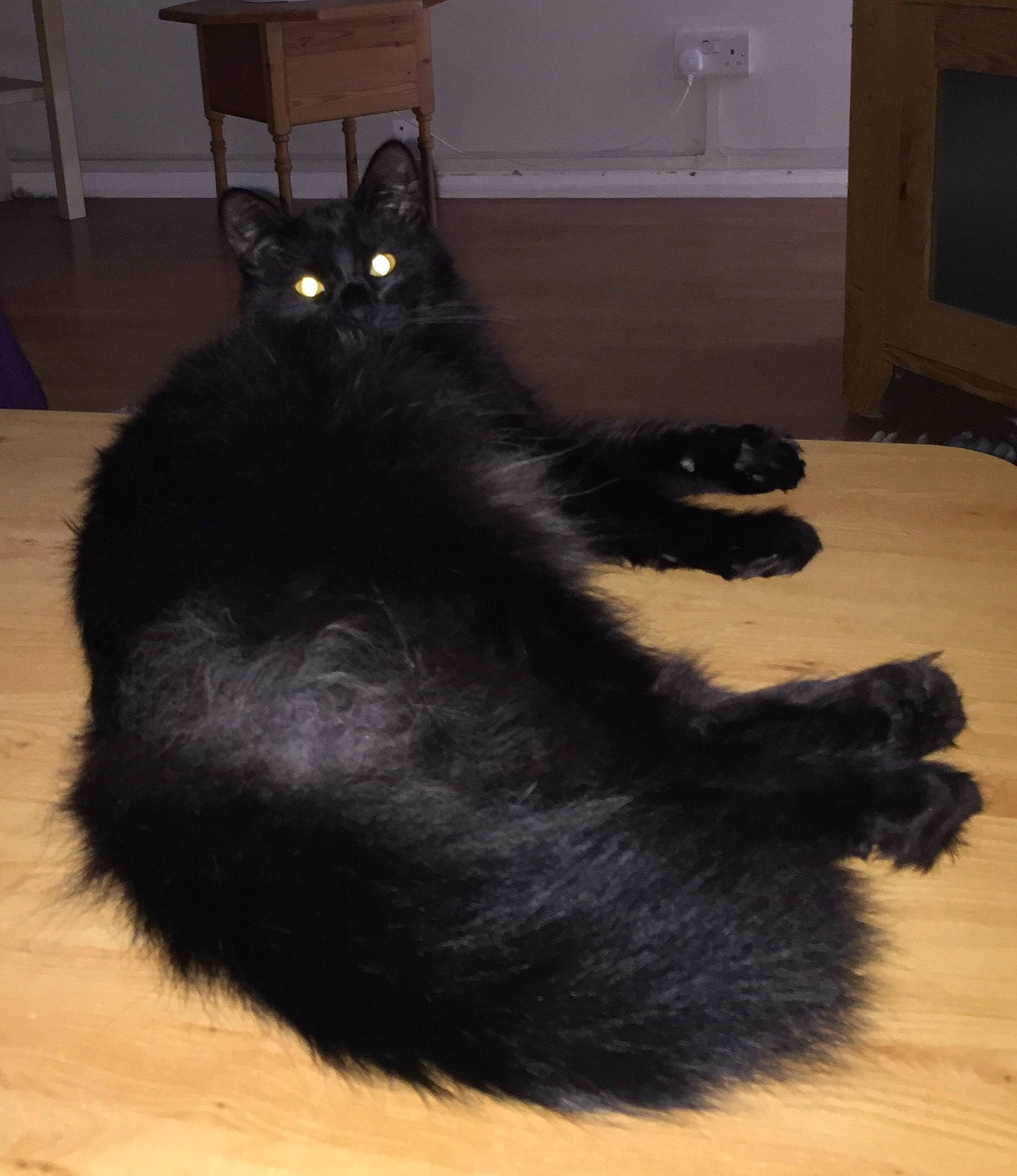 Buster joined the competition — help win amazing prizes! black, black_cat, bombay, carnivore, cat, claw, domestic_long_haired_cat, felidae, floor, flooring, fur, paw, small_to_medium_sized_cats, tail, whiskers
