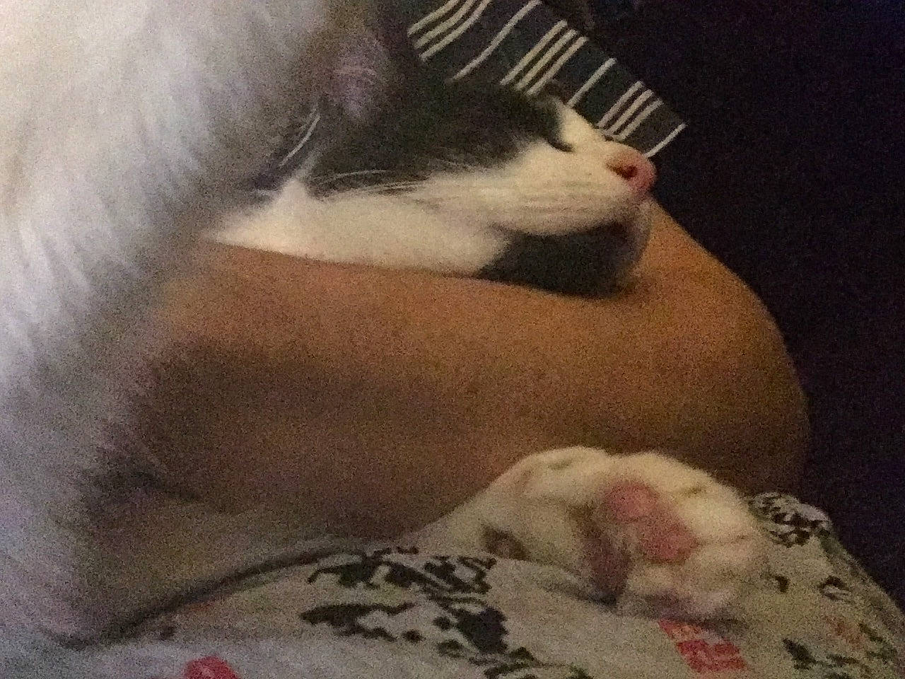 Sheldon joined the competition — help win amazing prizes! carnivore, cat, ear, felidae, fur, kitten, lip, nap, nose, selfie, small_to_medium_sized_cats, tail, whiskers