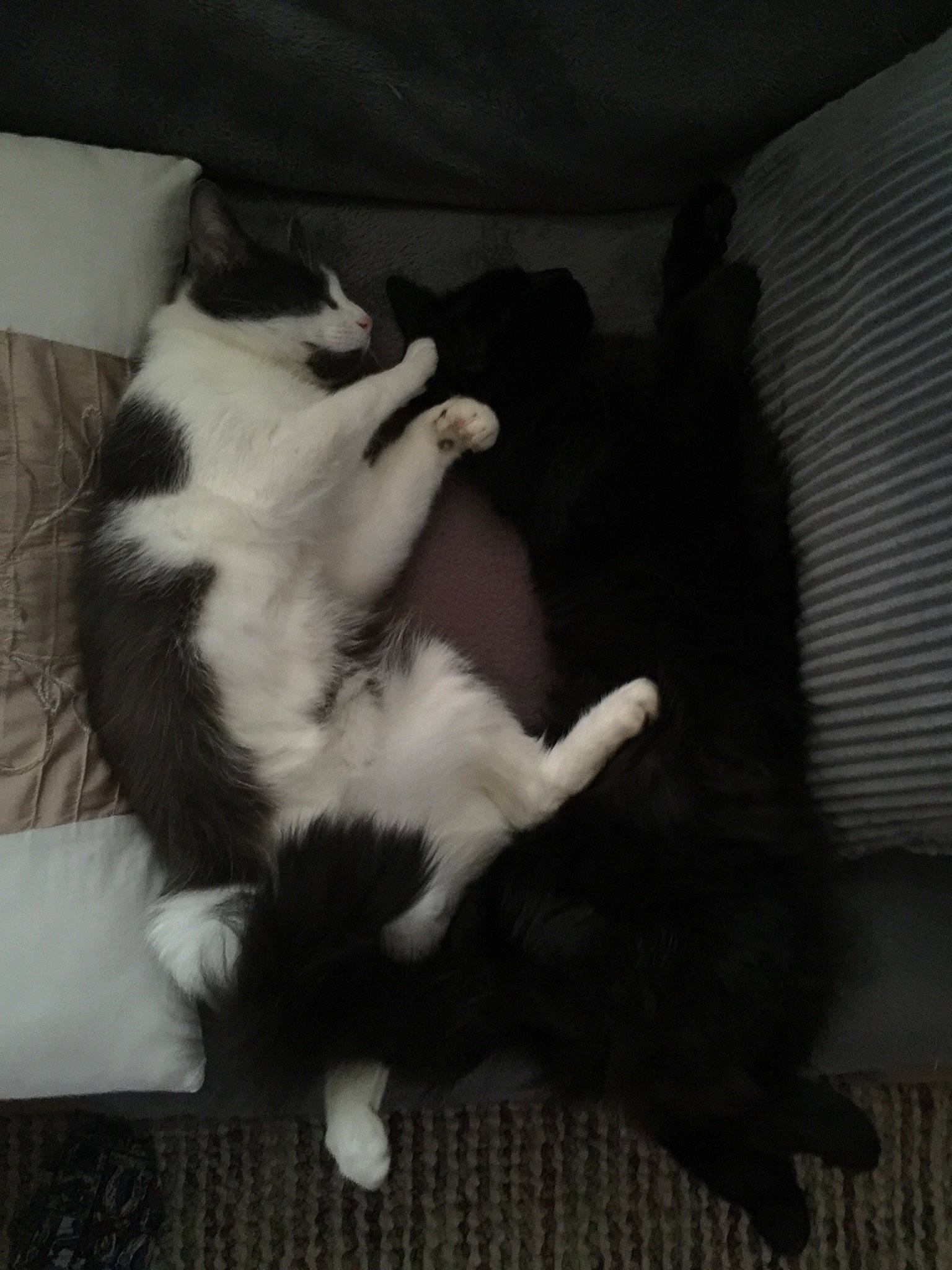 Sheldon joined the competition — help win amazing prizes! black_and_white, canidae, carnivore, cat, dog_breed, felidae, fur, kitten, mammal, norwegian_forest_cat, paw, polydactyl_cat, small_to_medium_sized_cats, sporting_group, tail, whiskers