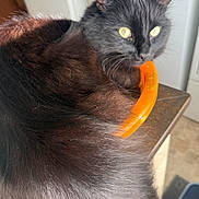Jasper joined the competition — help win amazing prizes! cat, black_cat, pet, animal, feline, indoor, curious, orange_object, wooden_surface, fur, yellow_eyes, sunlight, closeup, domestic_cat, cute, whiskers, tail, relaxed, home, mammal