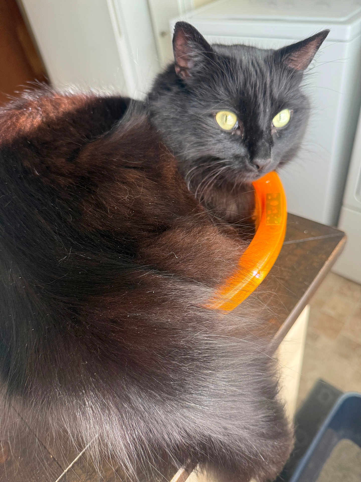 Jasper