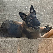 Honda participe au concours pour gagner de l'argent avec cette photo : dog, puppy, german_shepherd, concrete, steps, outdoor, pet, animal, fur, ears, collar, lying_down, curious, brown, black, young, canine, looking, daylight, playful