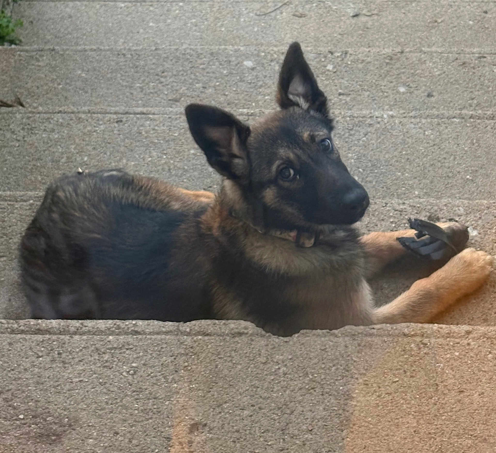 Honda participe au concours pour gagner de l'argent avec cette photo : dog, puppy, german_shepherd, concrete, steps, outdoor, pet, animal, fur, ears, collar, lying_down, curious, brown, black, young, canine, looking, daylight, playful