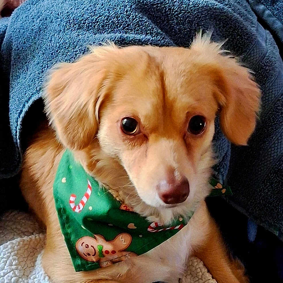 Missy is registered to the contest to win money with this photo: animal, bandana, blanket, brown, candy_cane, christmas, closeup, cozy, cute, dog, fur, gingerbread_man, green, holiday, indoor, pet, portrait, resting, snuggled, soft
