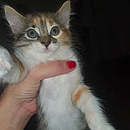 Nina participe au concours pour gagner de l'argent avec cette photo : kitten, cat, pet, hand, red_nail_polish, fur, wide_eyes, cute, animal, domestic_animal, young, portrait, indoor, holding, feline, small, white_fur, orange_fur, tabby, dark_background