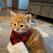 Socks is registered to the contest to win money with this photo: animal, carpet, cat, couch, cozy, cute, domestic, furniture, furry, indoor, kitten, orange_cat, pet, plaid, rug, scarf, sitting, small, staircase, wooden_floor